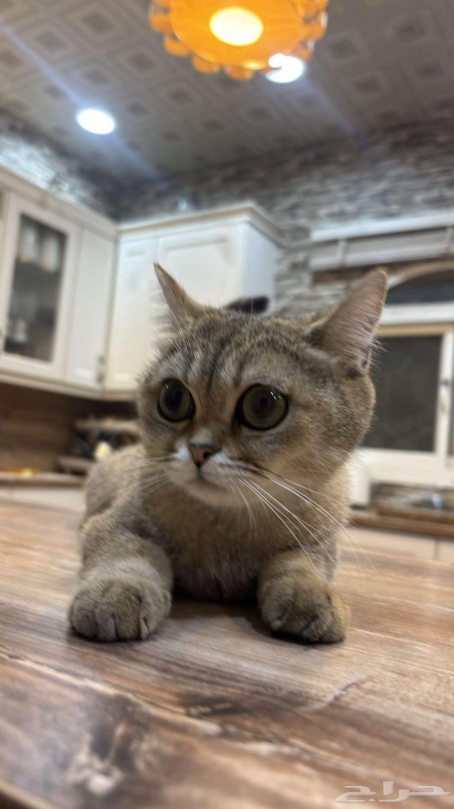 Cats64374097842947110