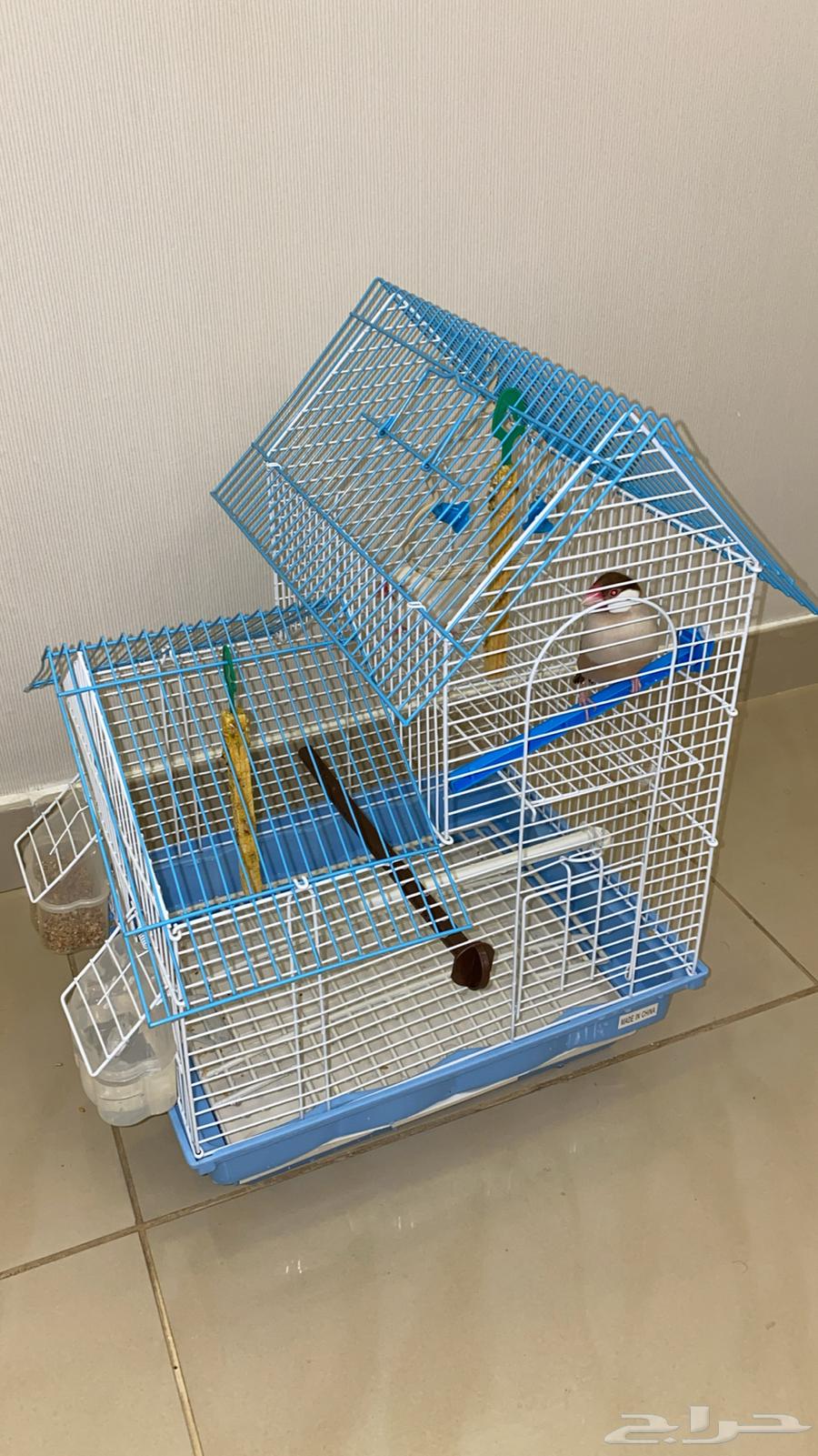 Java Sparrow for sale64376274446466110