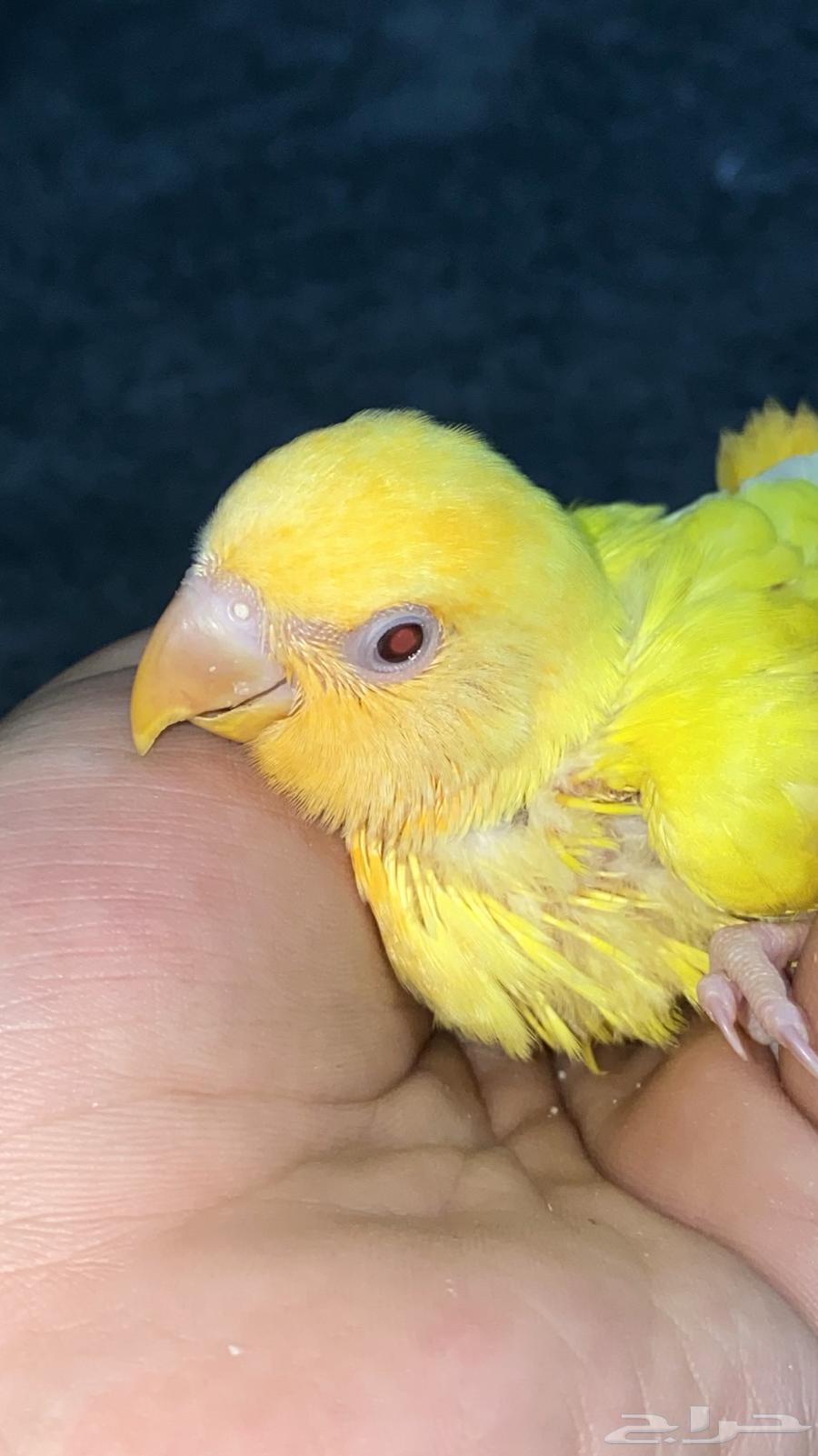 فرخ روز اليف جدا64372930735873111