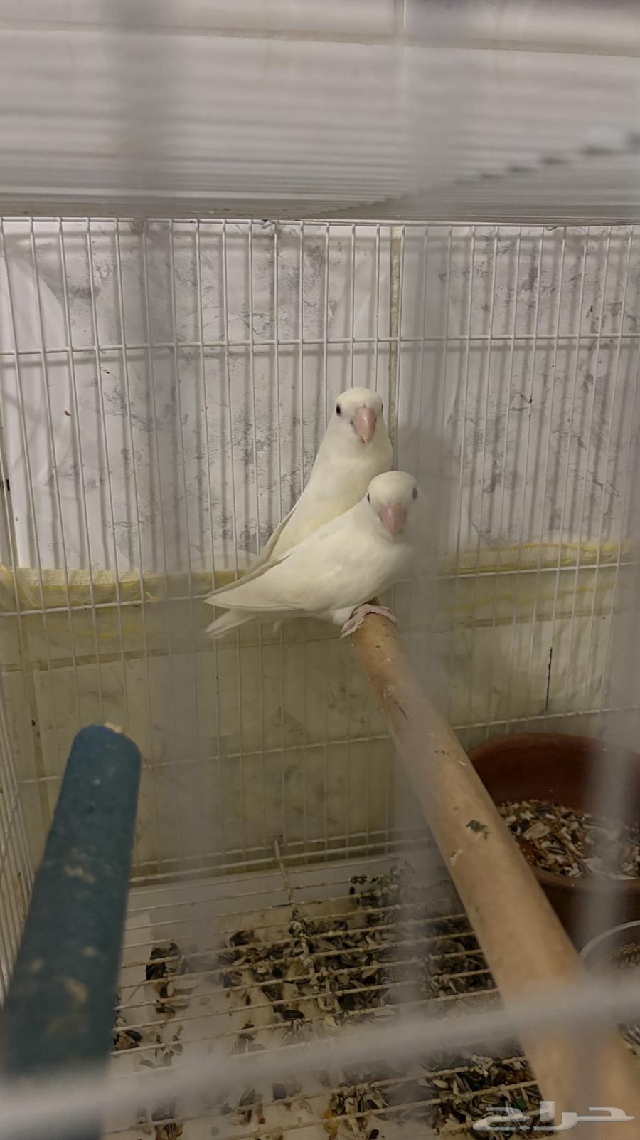 زوج روز البينو عيون حمر منتج تحته بيض64369689025794112