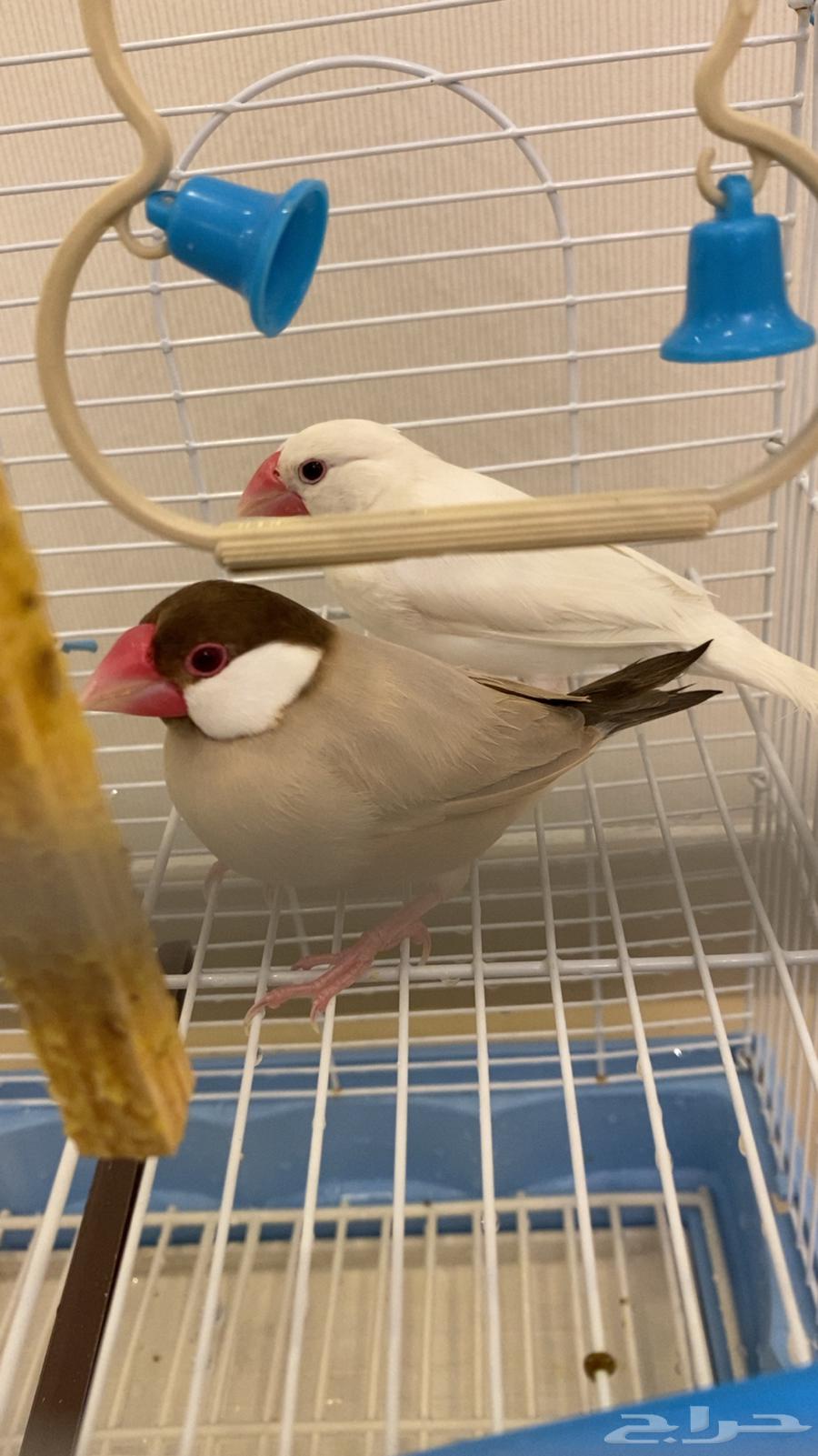 Java Sparrow for sale64376274446466114