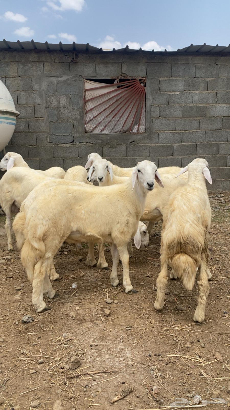 طليان للبيع تنومة64368207757313111