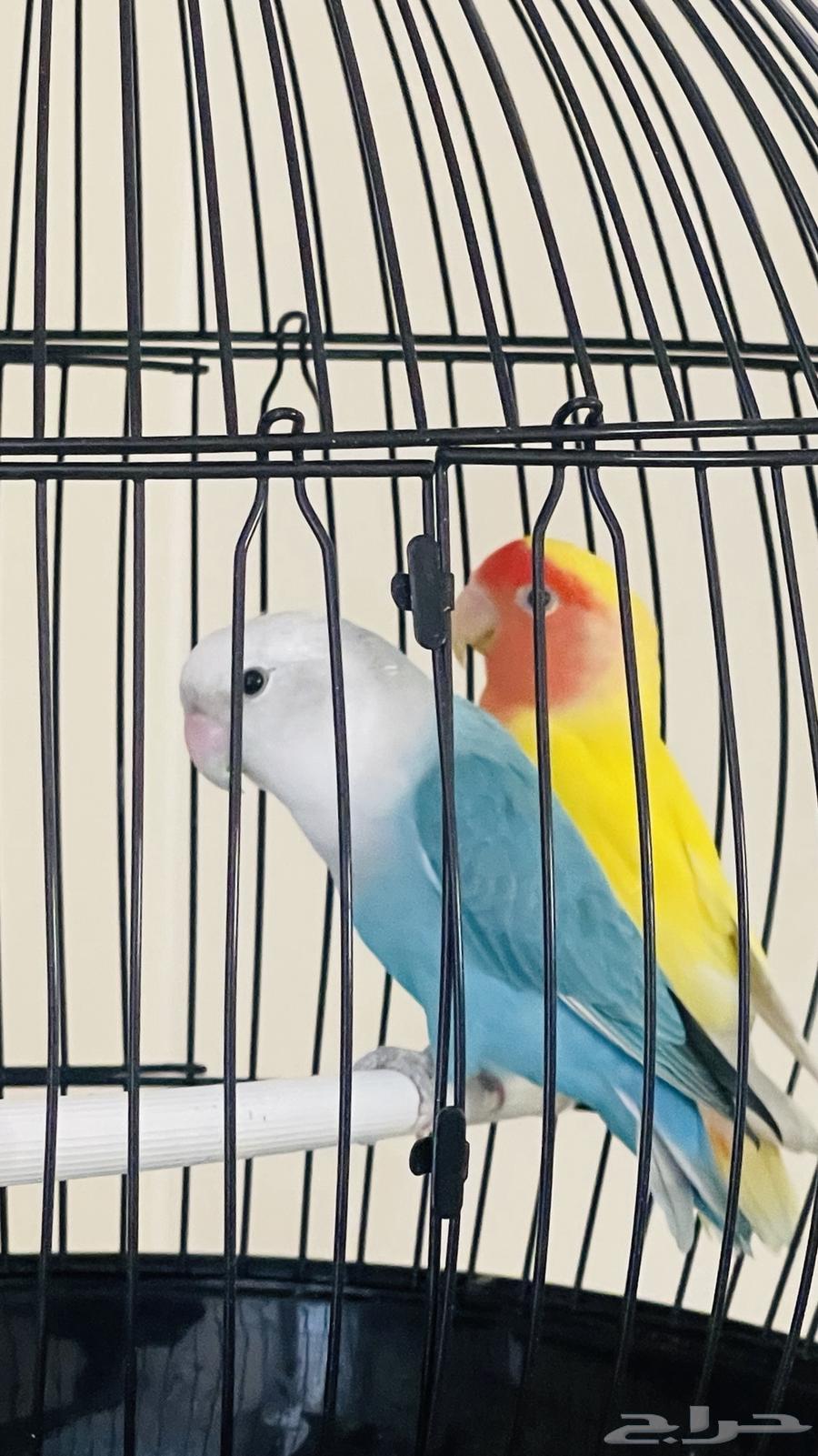 طيور روز للبيع على السوم مع القفص64362907256450111