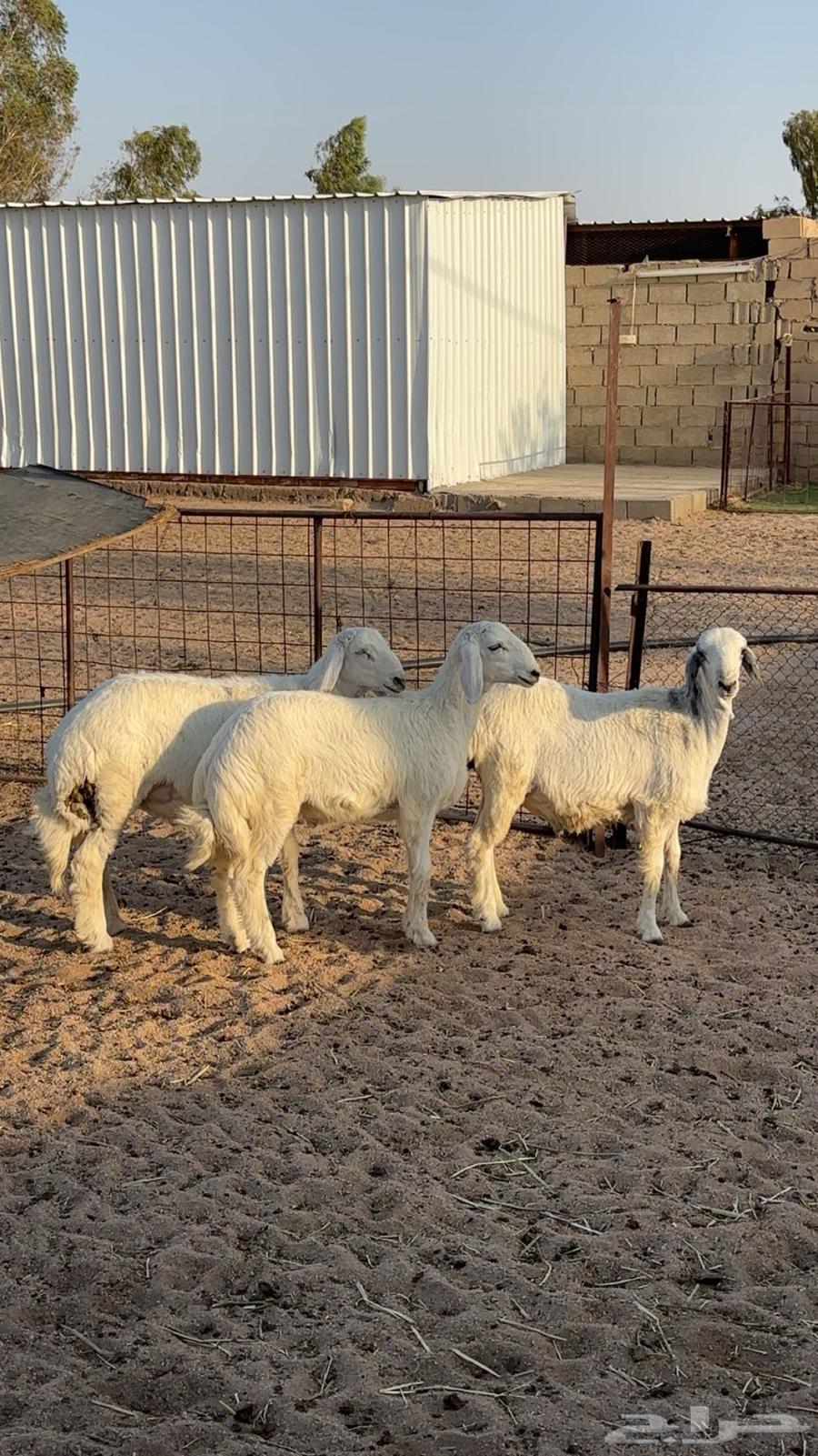 Freedom for them64371379735427111