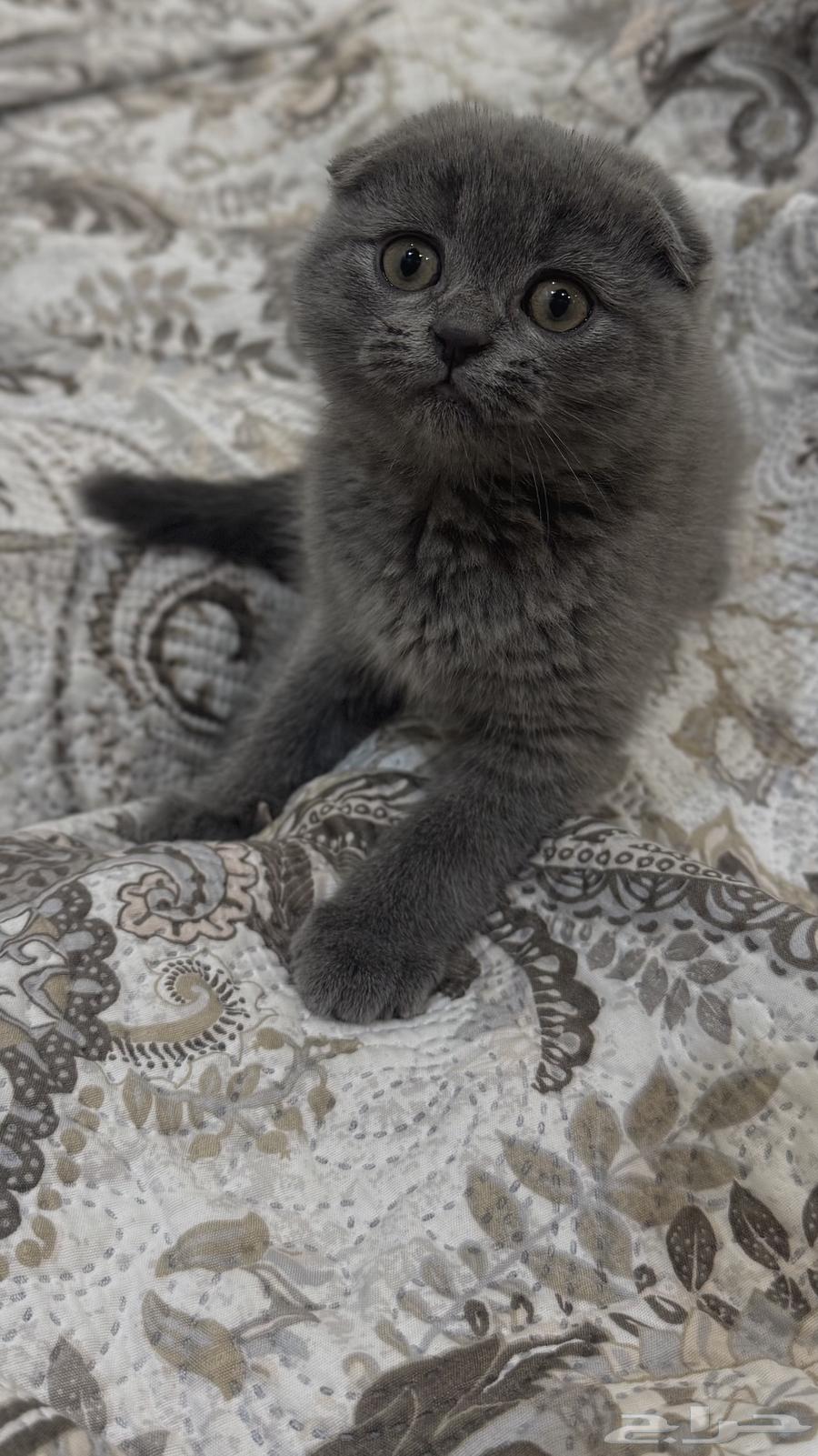 كيتن سكوتش فولد سيل ر64373610105729112