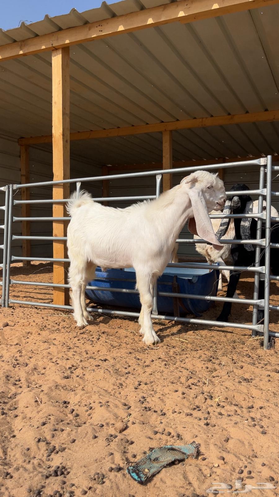 Tays Developer64370352172931111