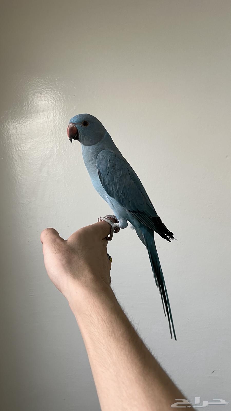 درة هولندية اليفة64367785027843114