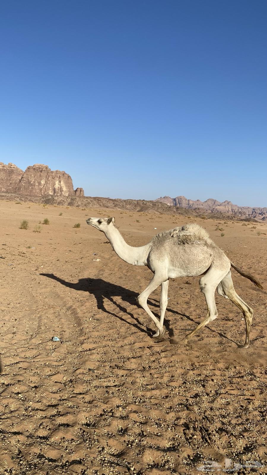 قعود للبيع64371599614851110