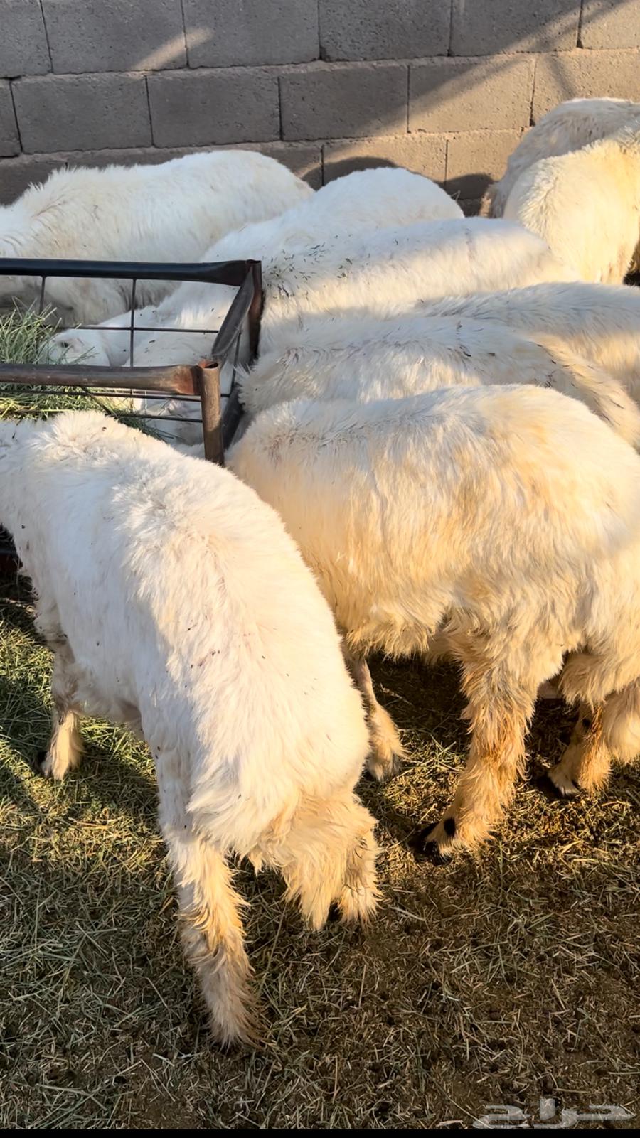 Slaughters - Lambs - Goats - Slaughter and Delivery - 1050 - 1350 -64367537342979113