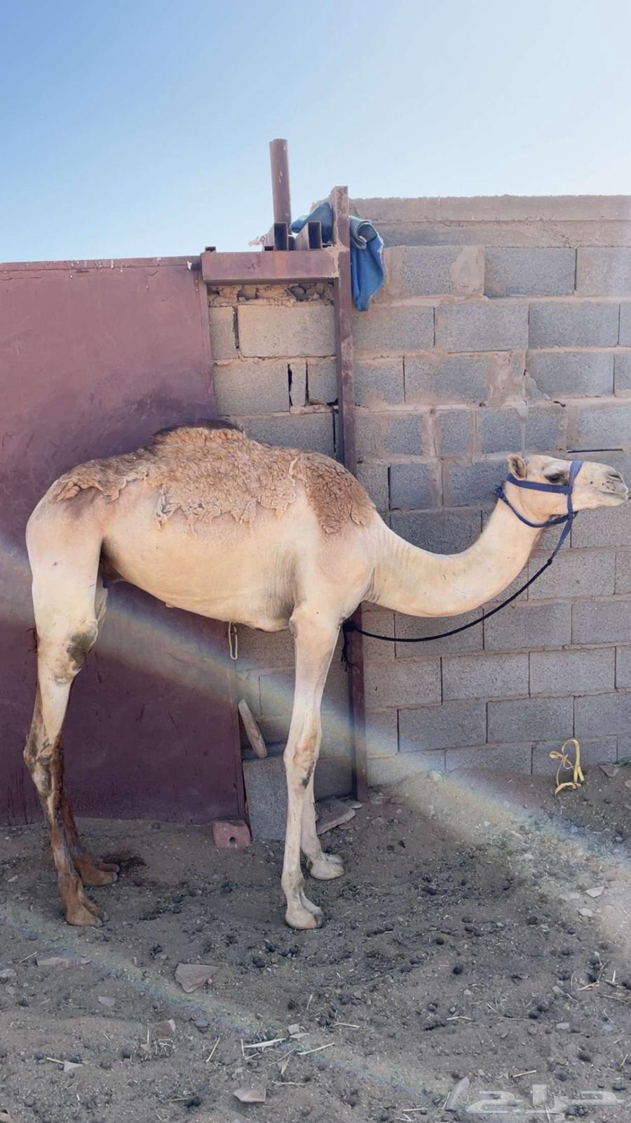 قعود للبيع سلاله طيبه64369674480259110