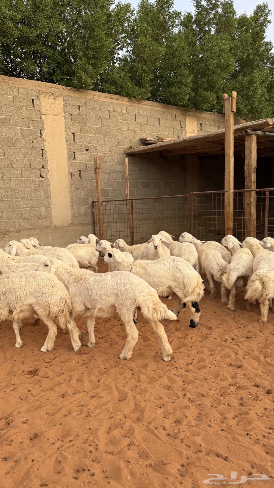 ذبايح للبيع جمله وتفريد64364862033026112