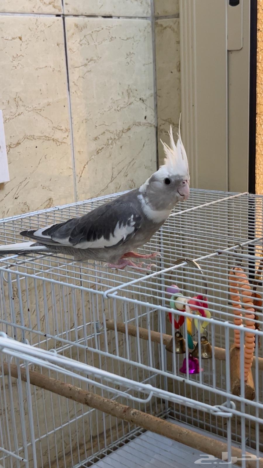 انثي وذكر هولندي و صحتهم ممتازة وريشهم كامل للبيع64370467921026111