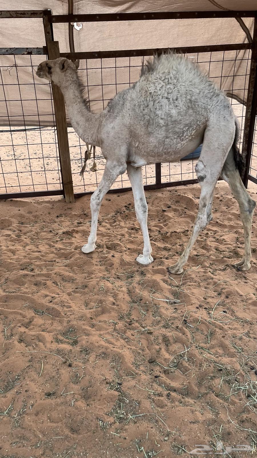 البيع بكره قصب64374215499139110