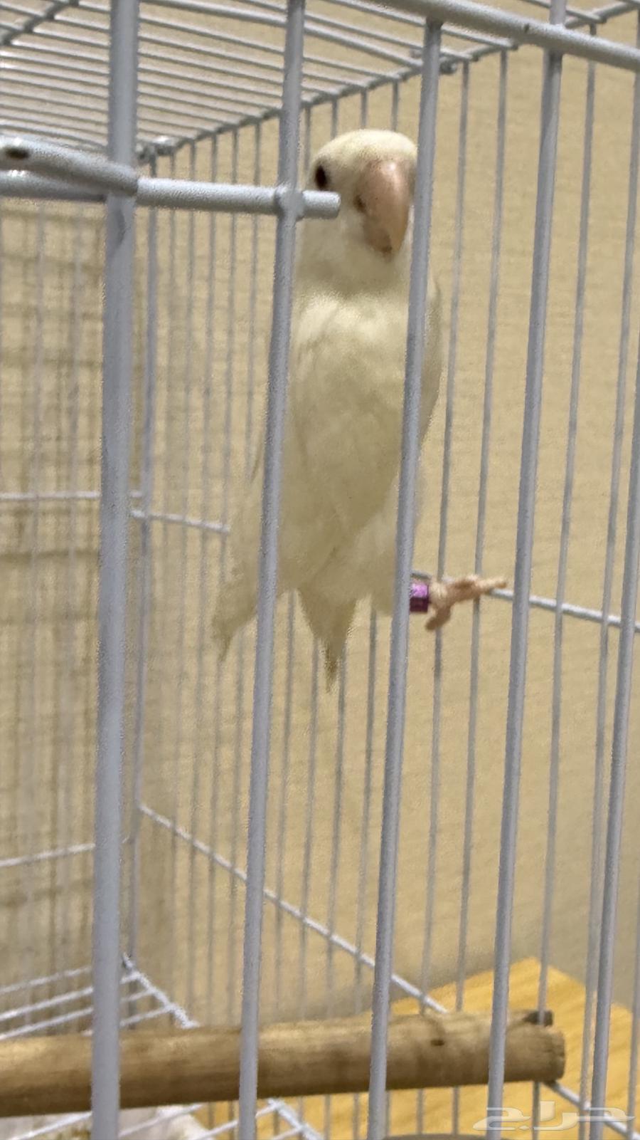 جوز روز البينو عيور حمر صافي 4 بيضات64372609165059112