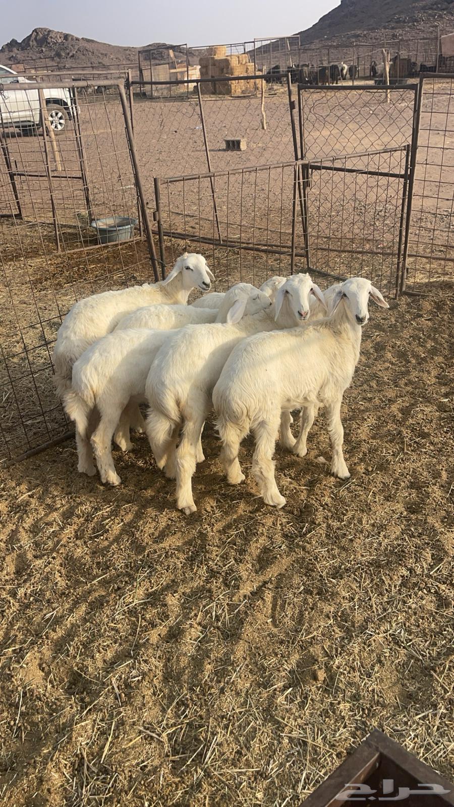 ارخال مقنوي64371759480194111