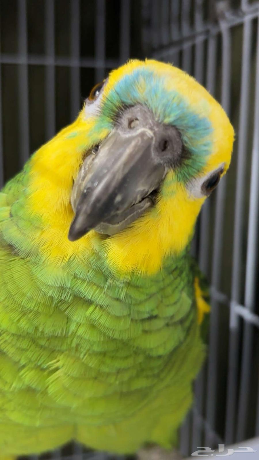 يوجد بغبغان للبيع64250059284737111