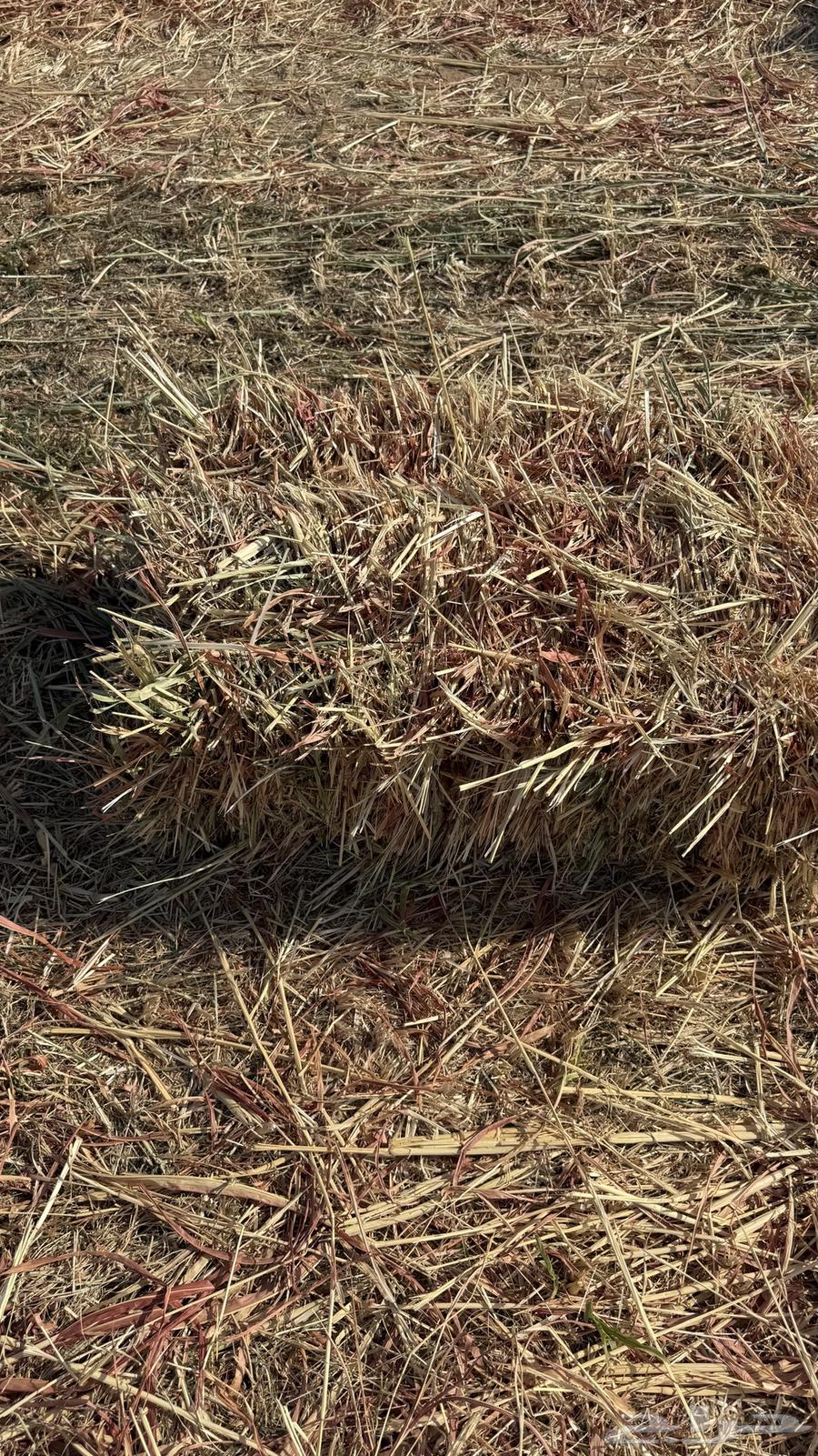 للبيع ذره جيزانيه64369952397954110