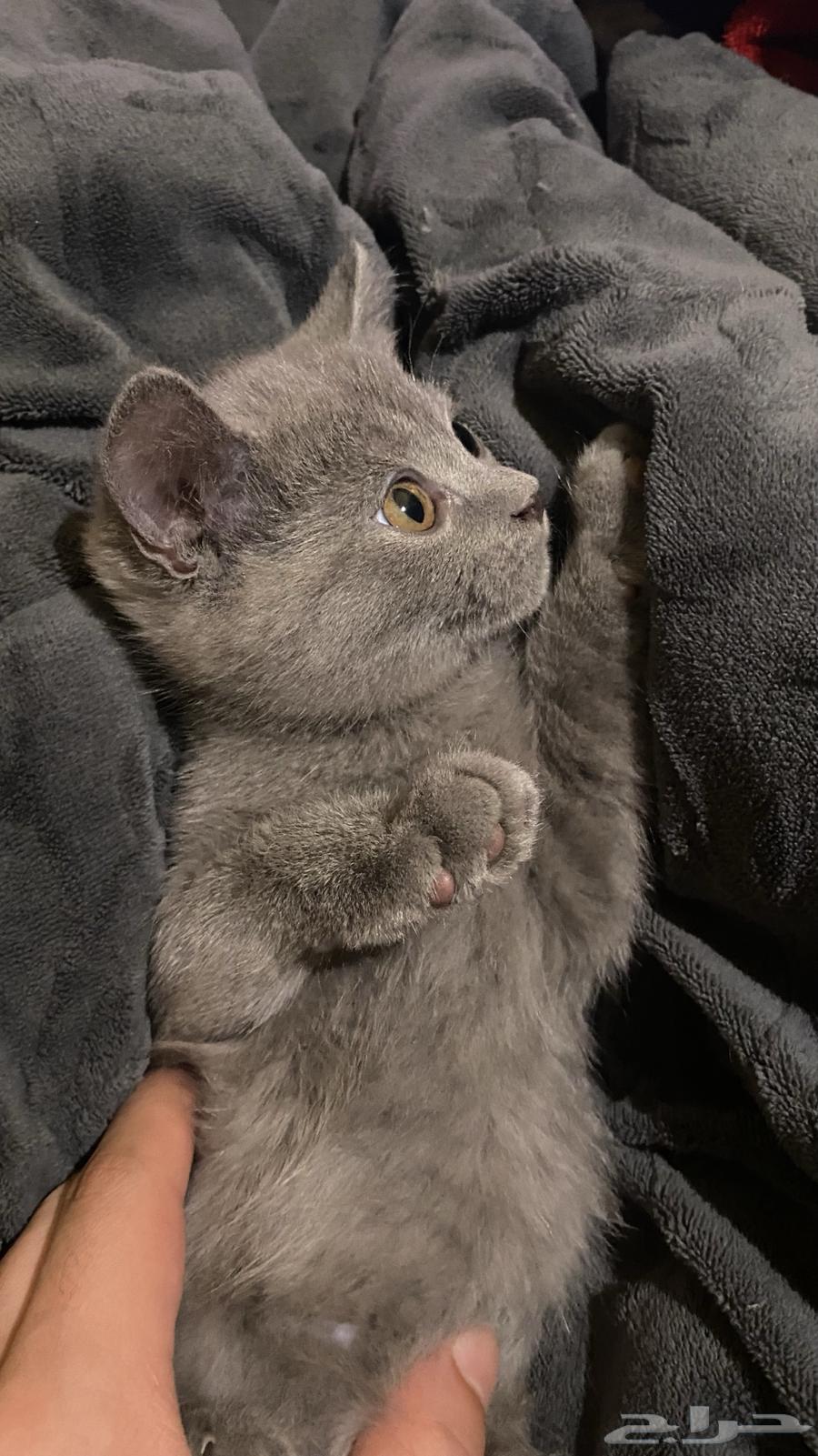 كيتن قطوه سكوتش للبيع64369674579201114