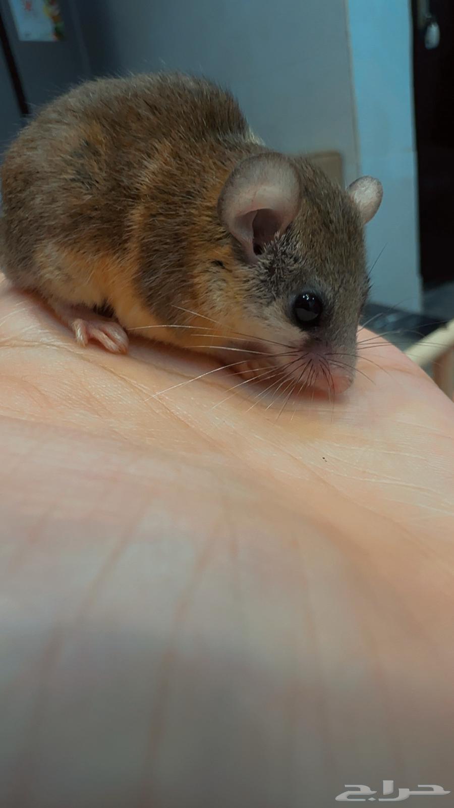 سنجاب قزم بني64376855135361110