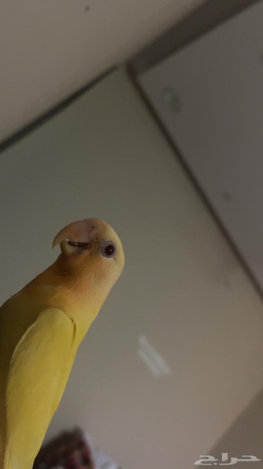 Bird of the day threats external and internal in the division there is no delivery sum 28064363427974017110