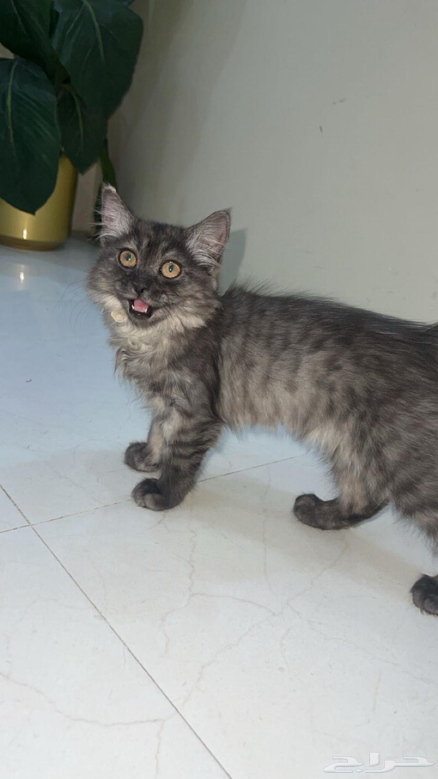 بسه للبيع64370655204737112