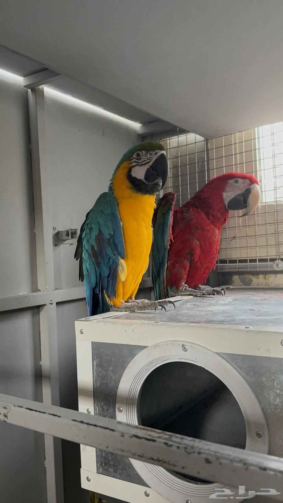 للبيع زوج مكاو جاهز للانتاج محلل بشهاداته64372214787073110