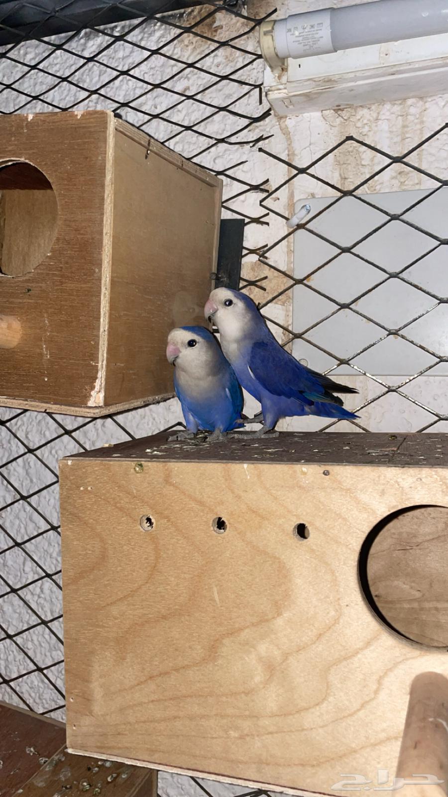 للبيع 5 أجواز روز64373787577089112