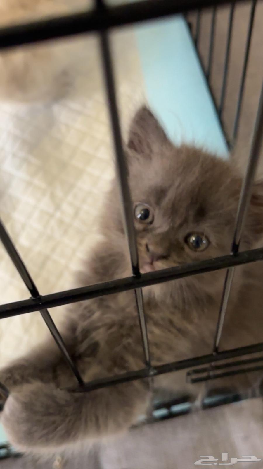 ثلاث قطط للبيع شيرازيه ومميزه64372653417857113