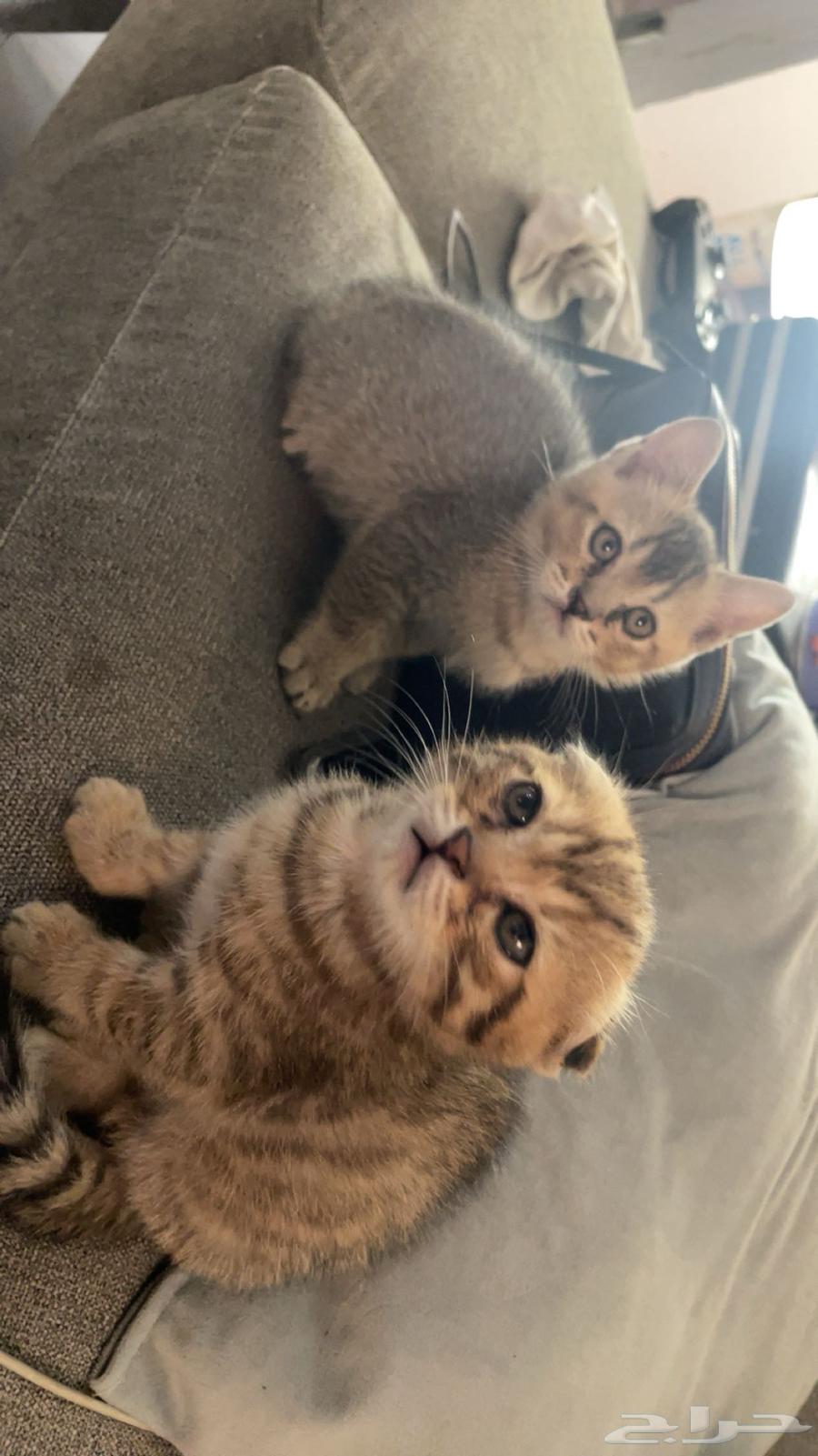 قطط سكوتش للبيع64368806250625111