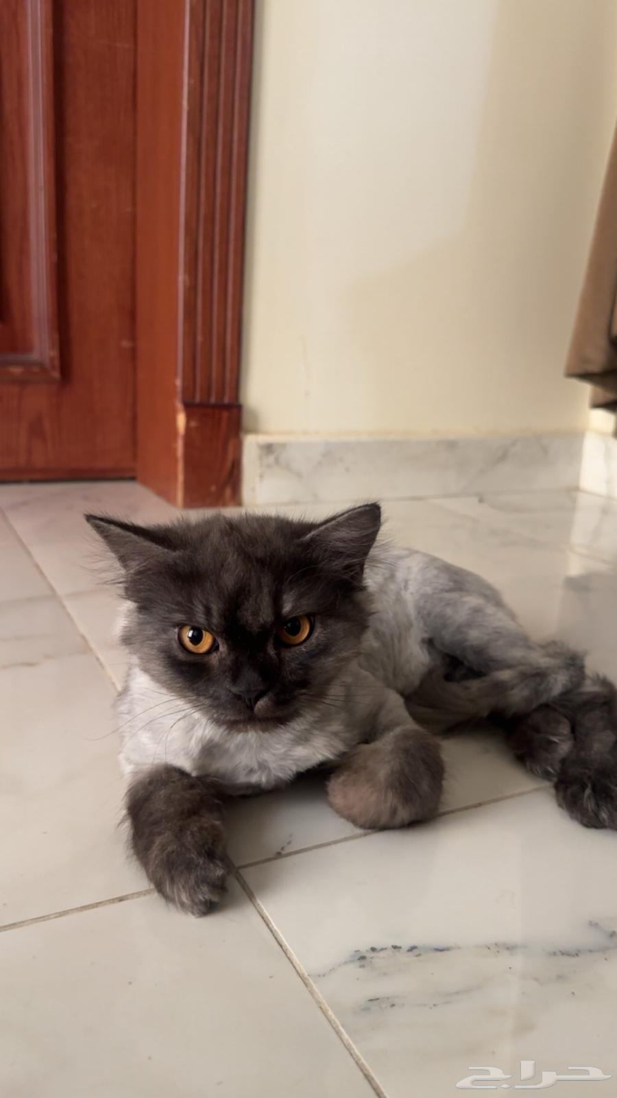 ثلاث قطط للبيع شيرازيه ومميزه64372653417857110