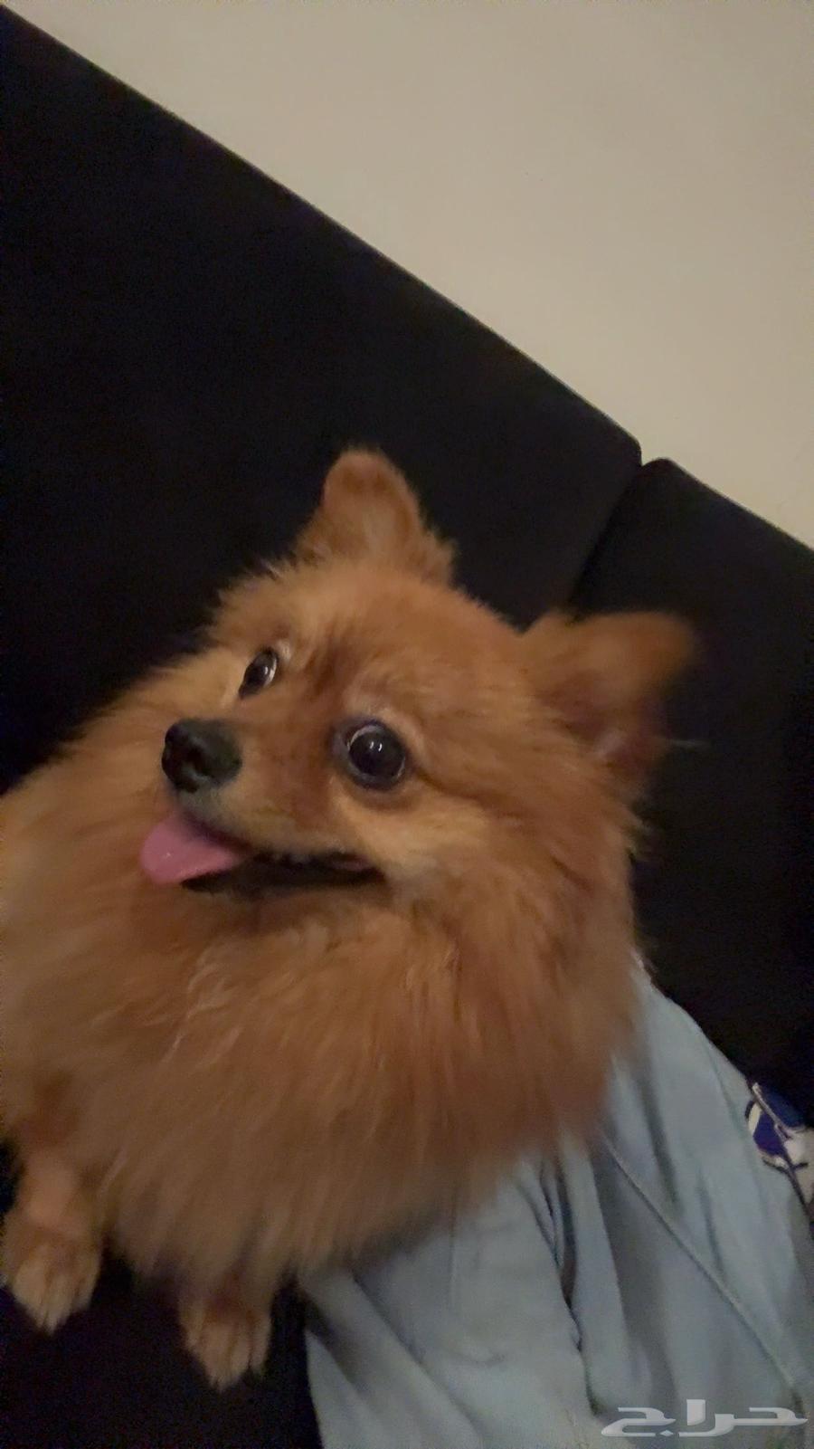 الأحساء الهفوف64368222180097110