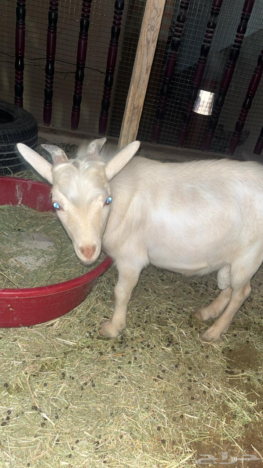 تيس قزمي للبيع64373742696451110