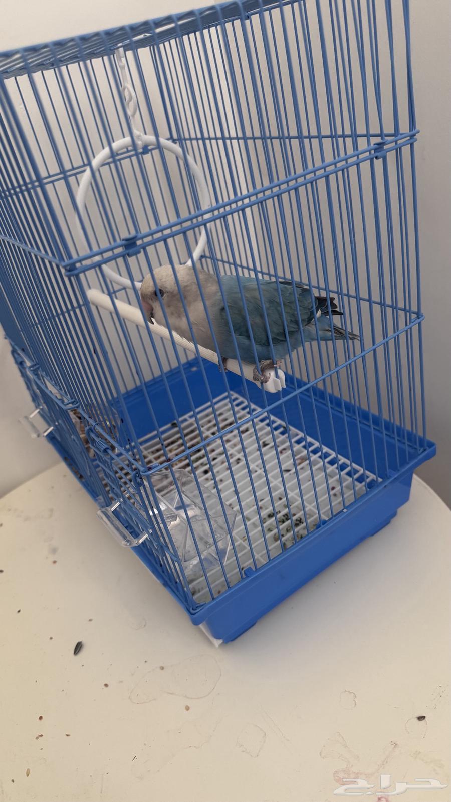 Bird of the Day64376006044931111