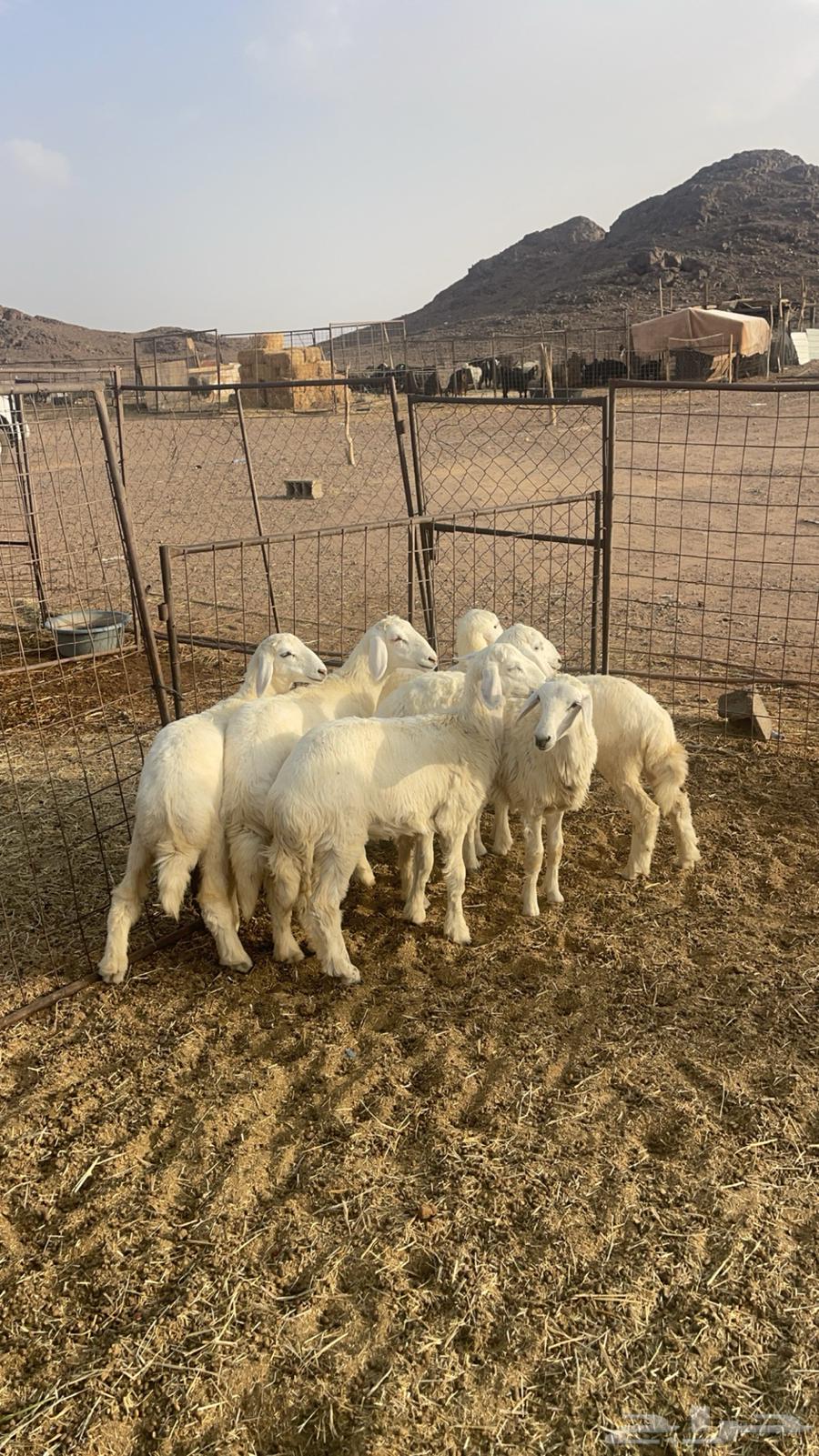 ارخال مقنوي64371759480194112