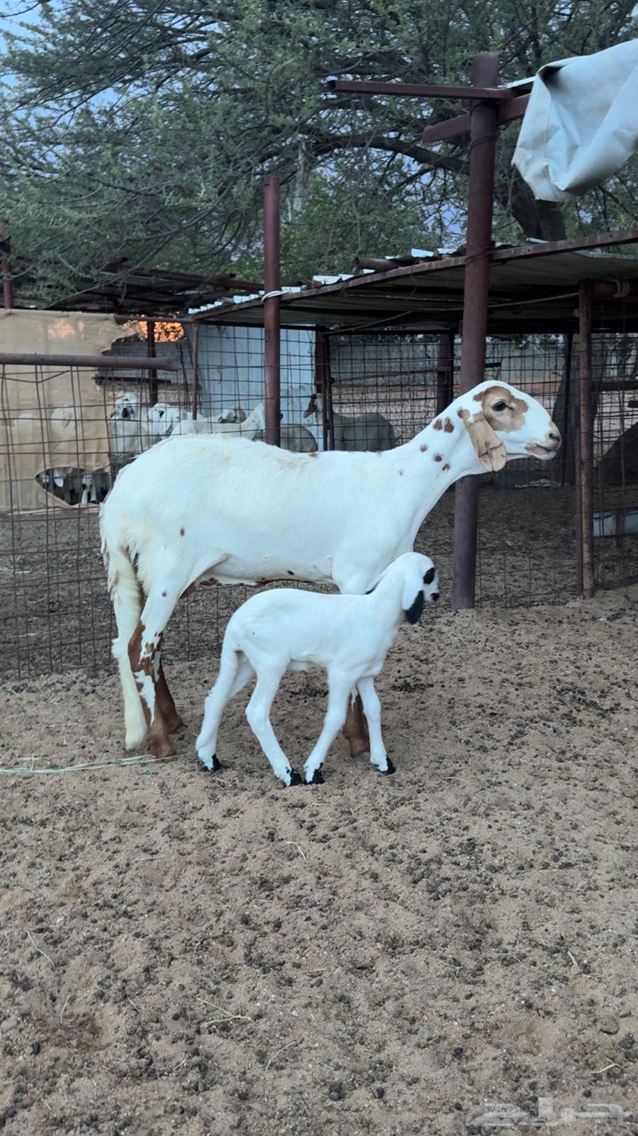 رخل سواكنيه بيضا معها رخل64372550566787110