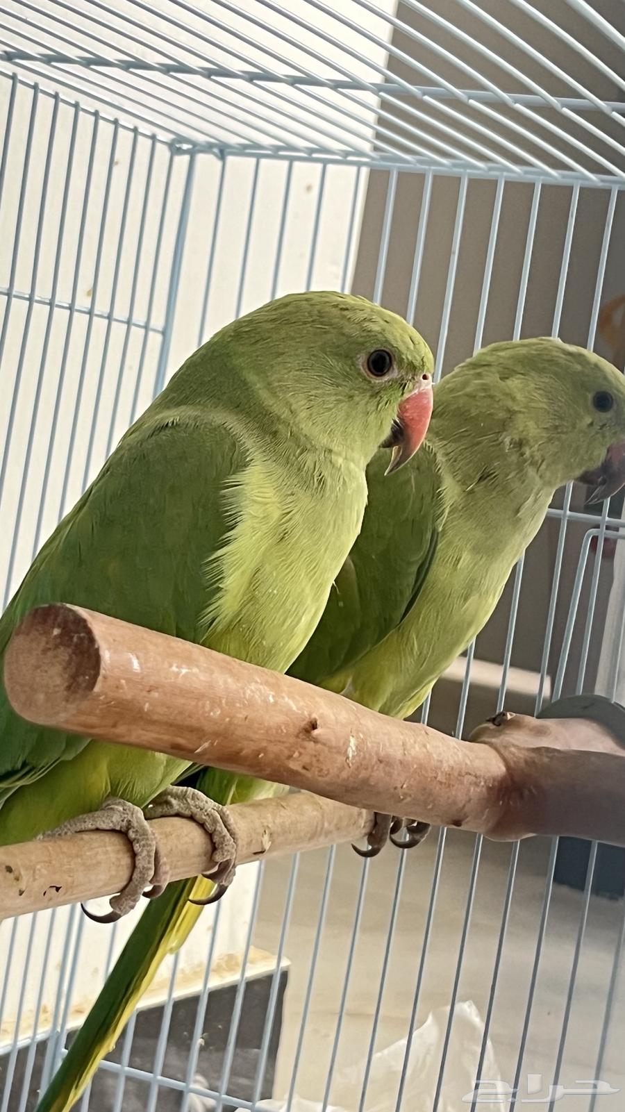 دره هندي للبيع64370366695553110