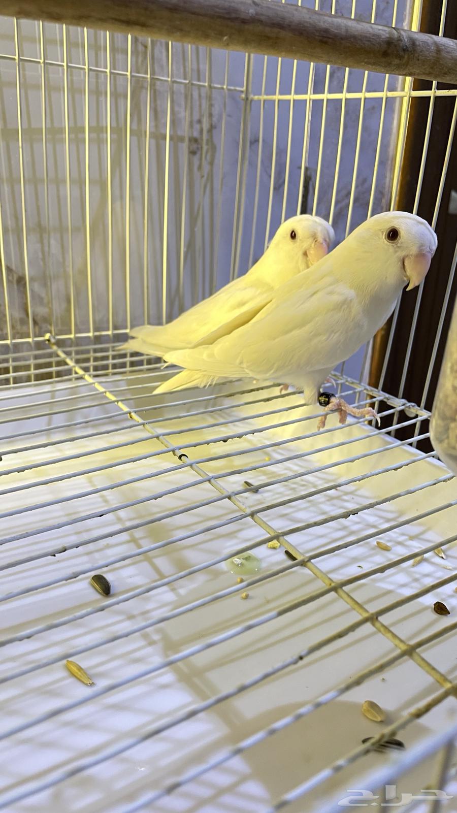 Pistachio nuts product64365850761729110