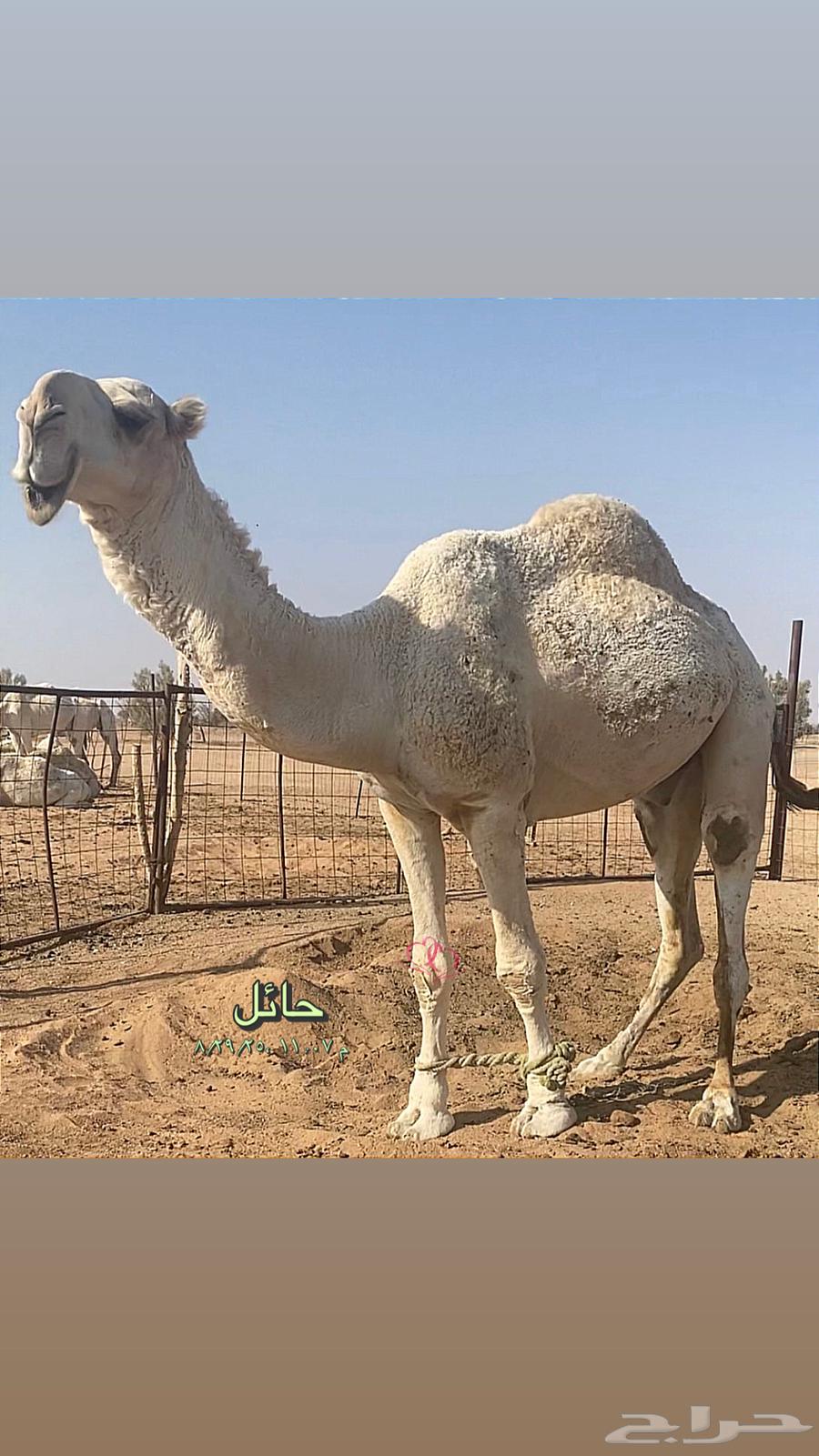 حواره بنت ولد عليان الحيسوني64376660170115112