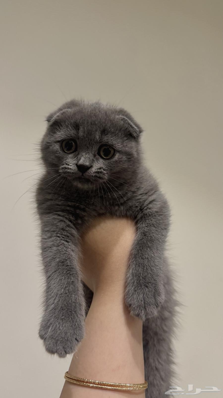 كيتن سكوتش فولد سيل ر64373610105729114