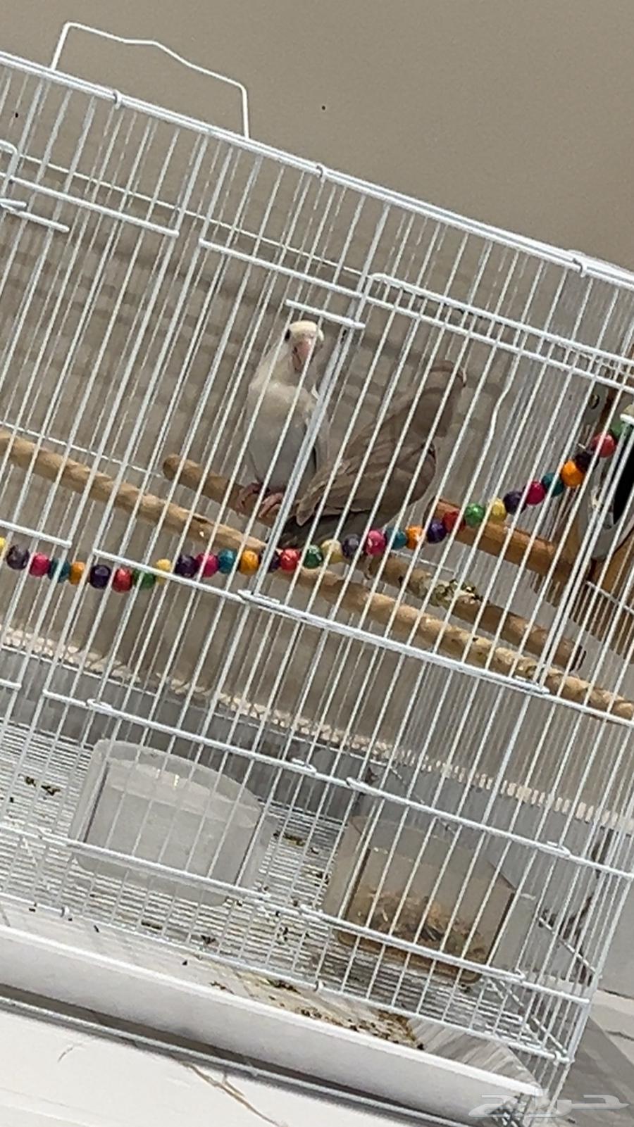 ببغاء روز64371220285570110