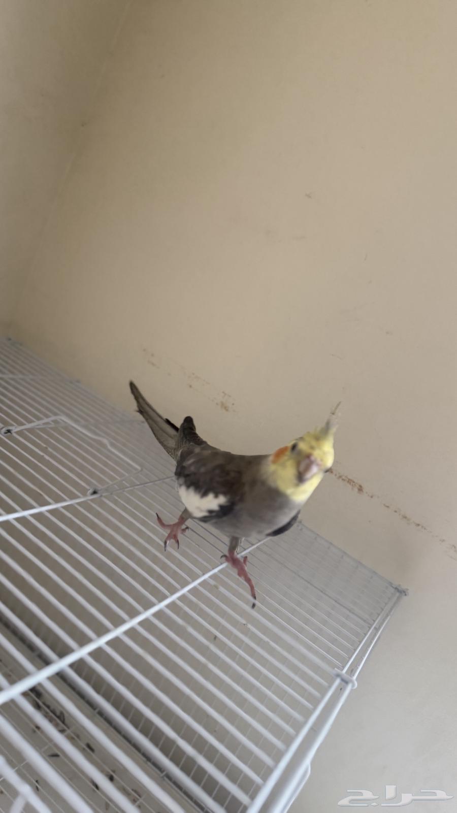 للبيع كروان عمره 7 شهور تقريبا مع القفص64368806148865112