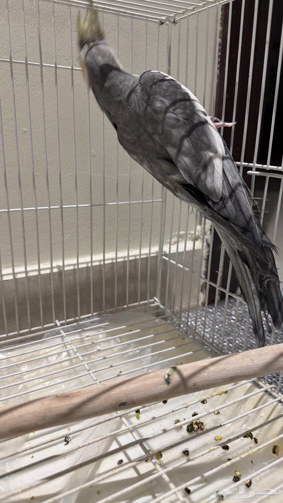 طائر الكروان للبيع مع قفص64364053899009111