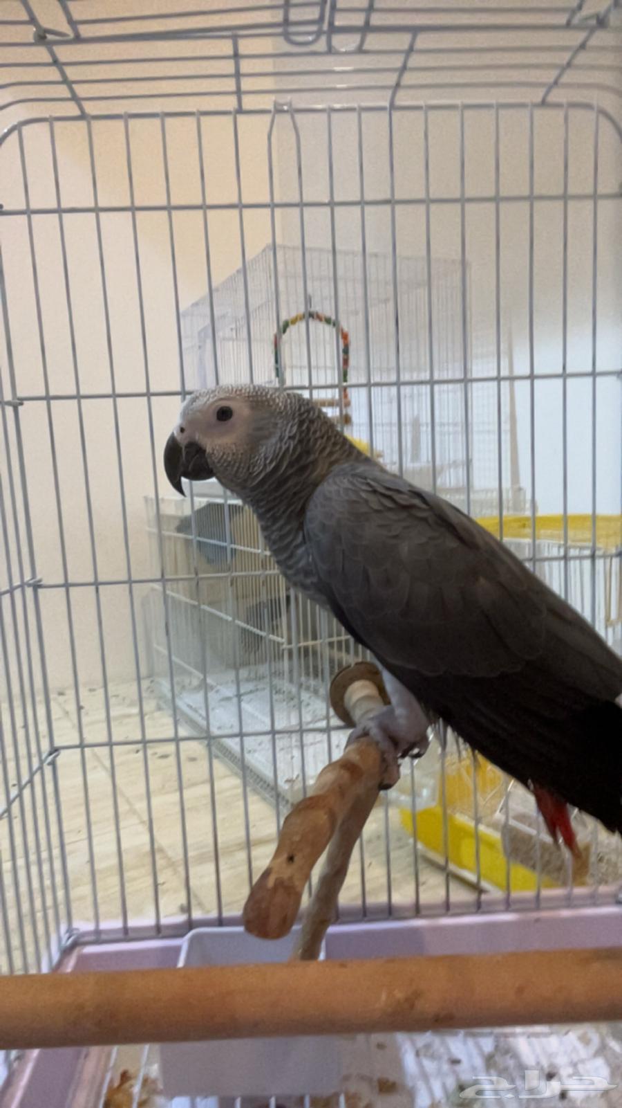 Cascos Parrot64374700693761110