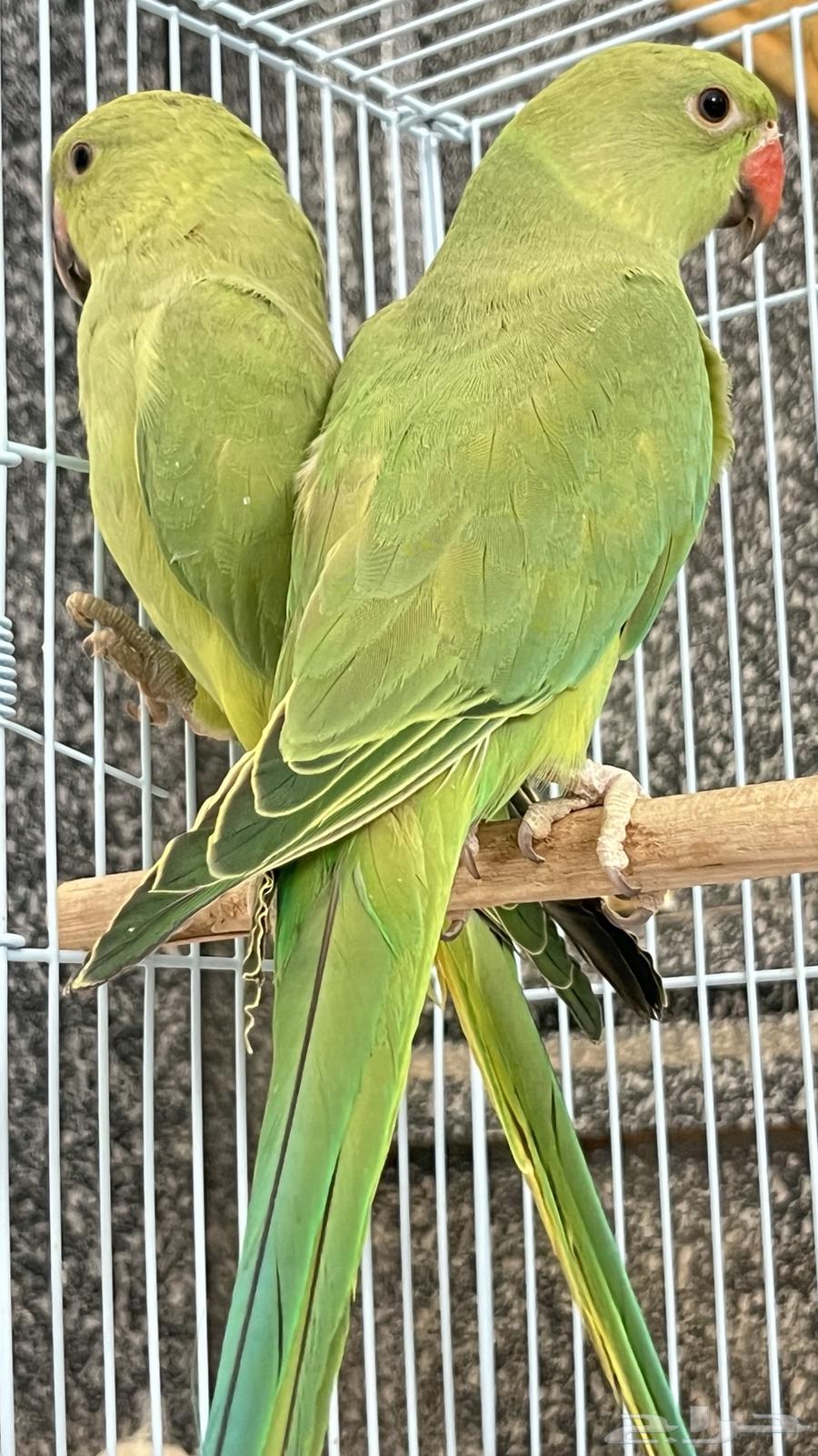 دره هندي للبيع64370366695553113