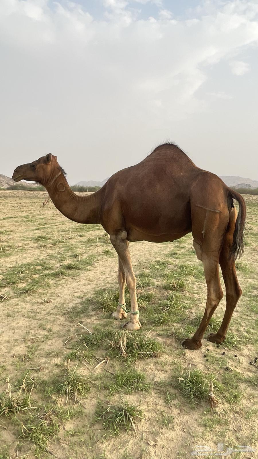 Red Dahma Coastal Camel64376870061314114