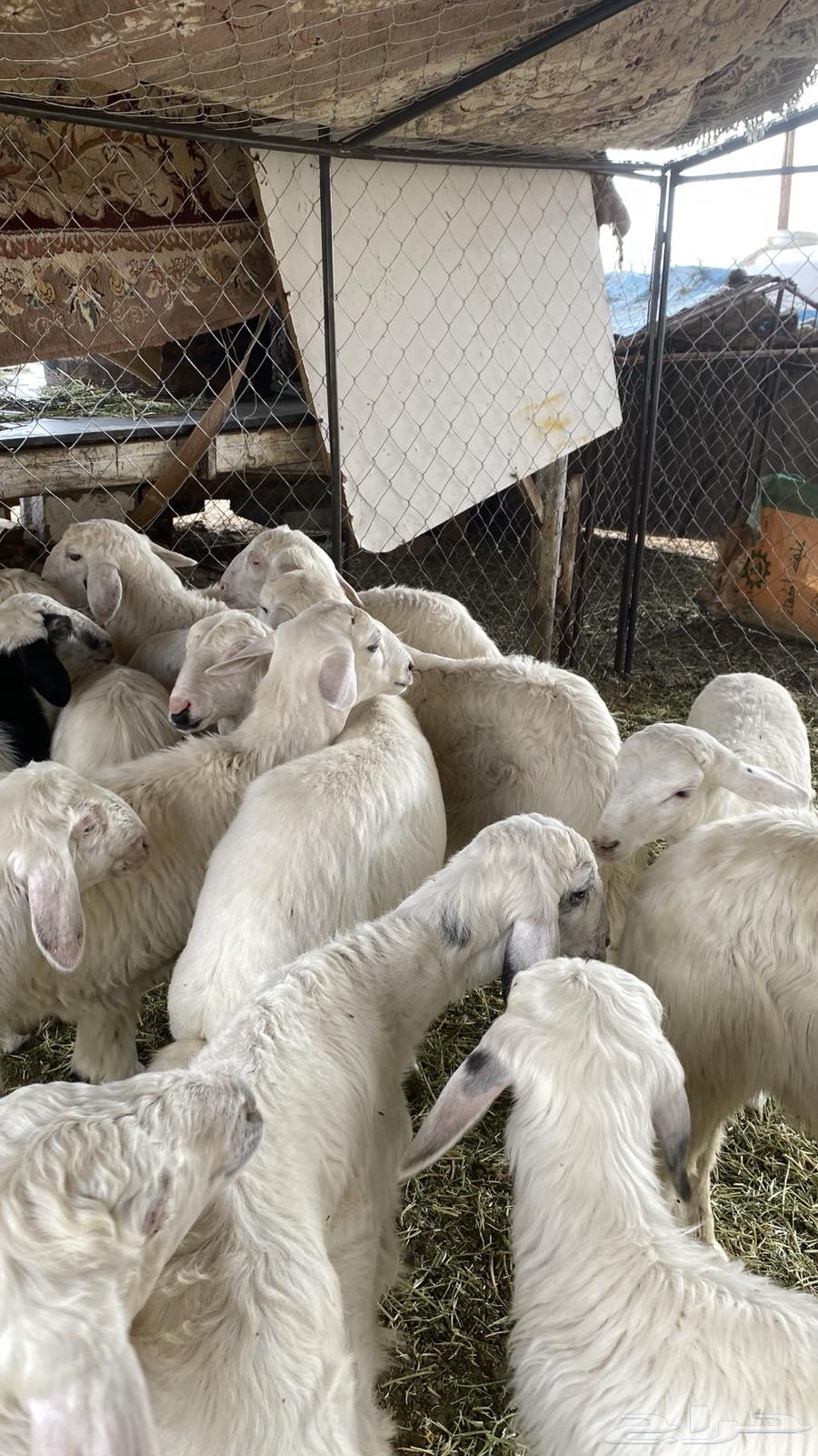 خرفان ورخال ذبايح لباني64370215232003113