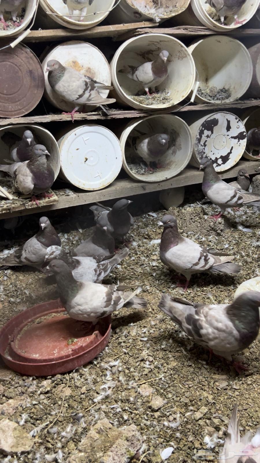 حمام للبيع64376900381954110