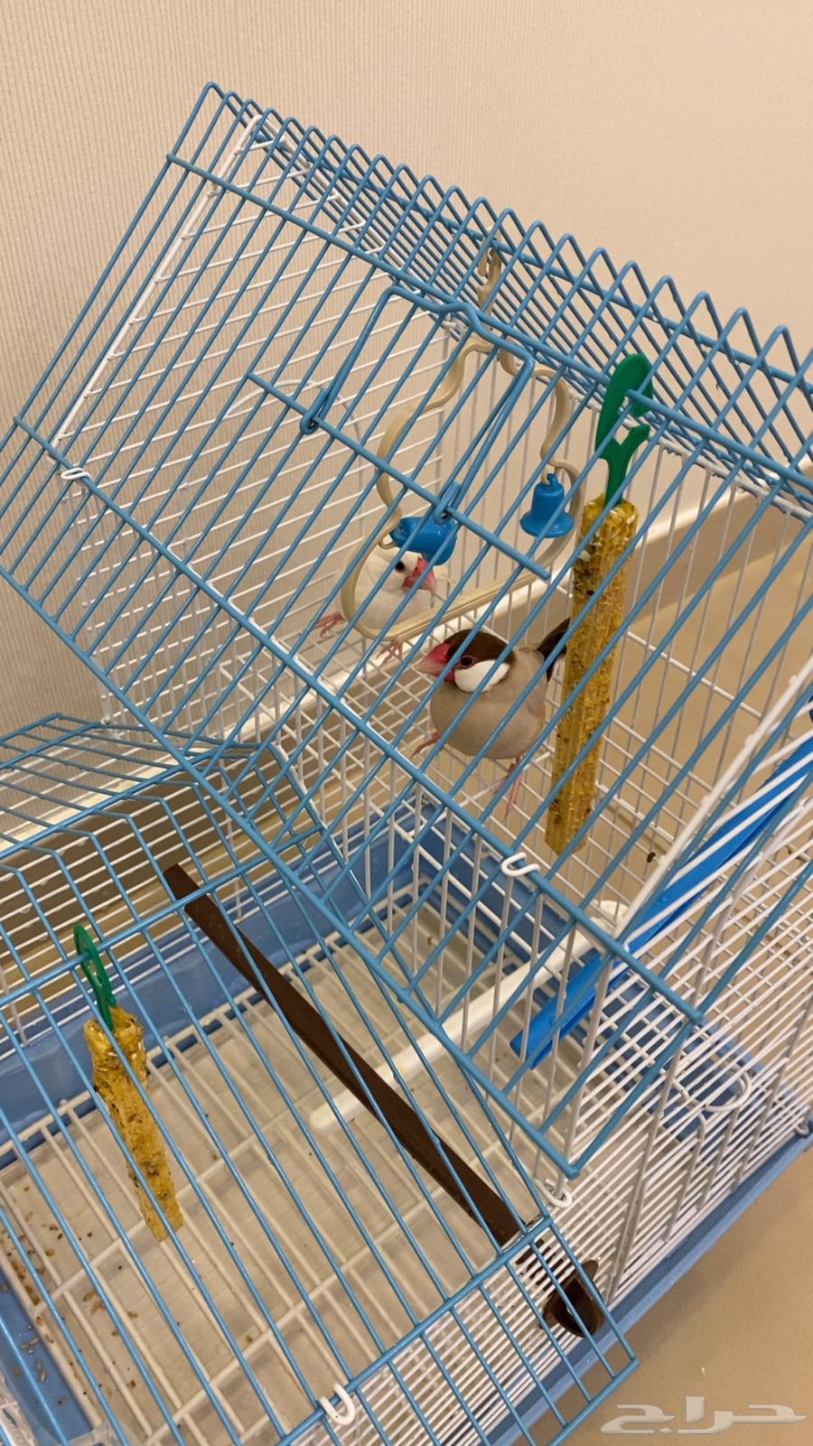 Java Sparrow for sale64376274446466111