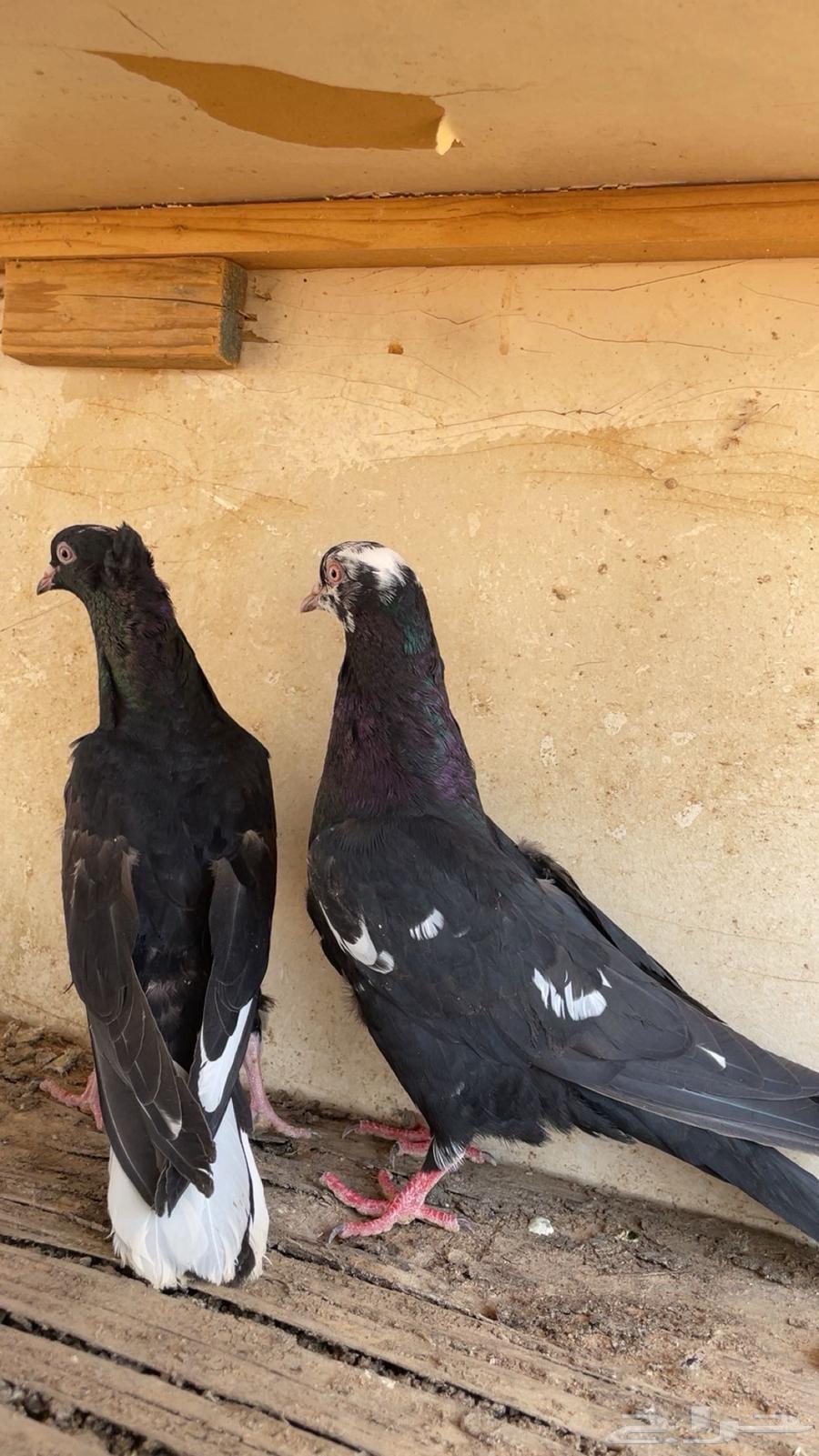 جوز قلابي64366571460739113