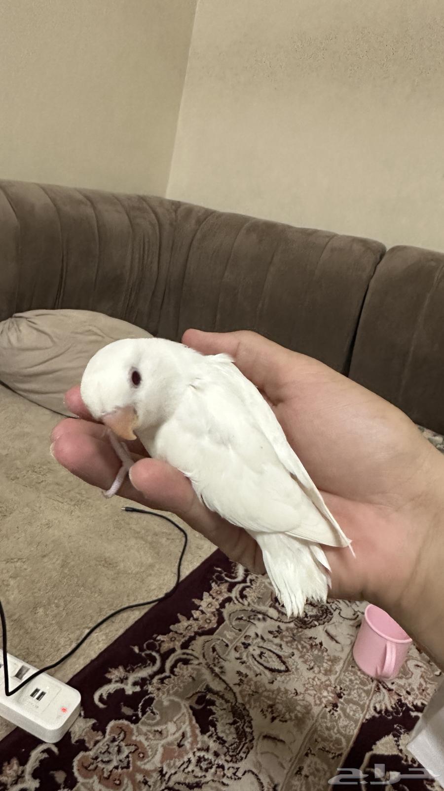 Froukh Roz Albinu64373019569155113